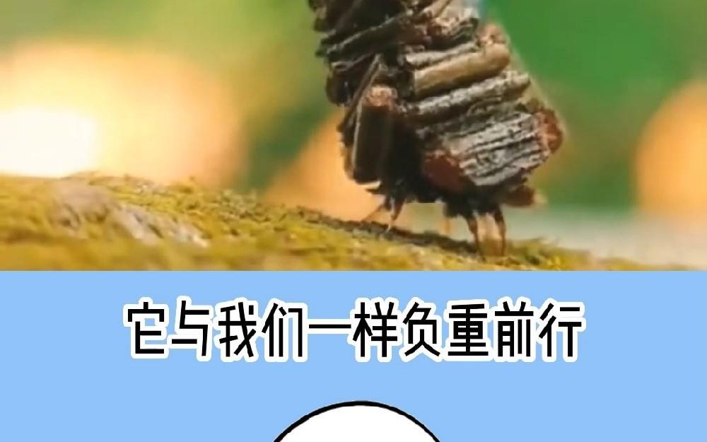 道德经中“罪莫大于可欲”的小故事（其二）