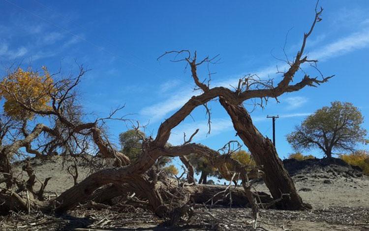 《道德经》中对“出生入死”的感悟
